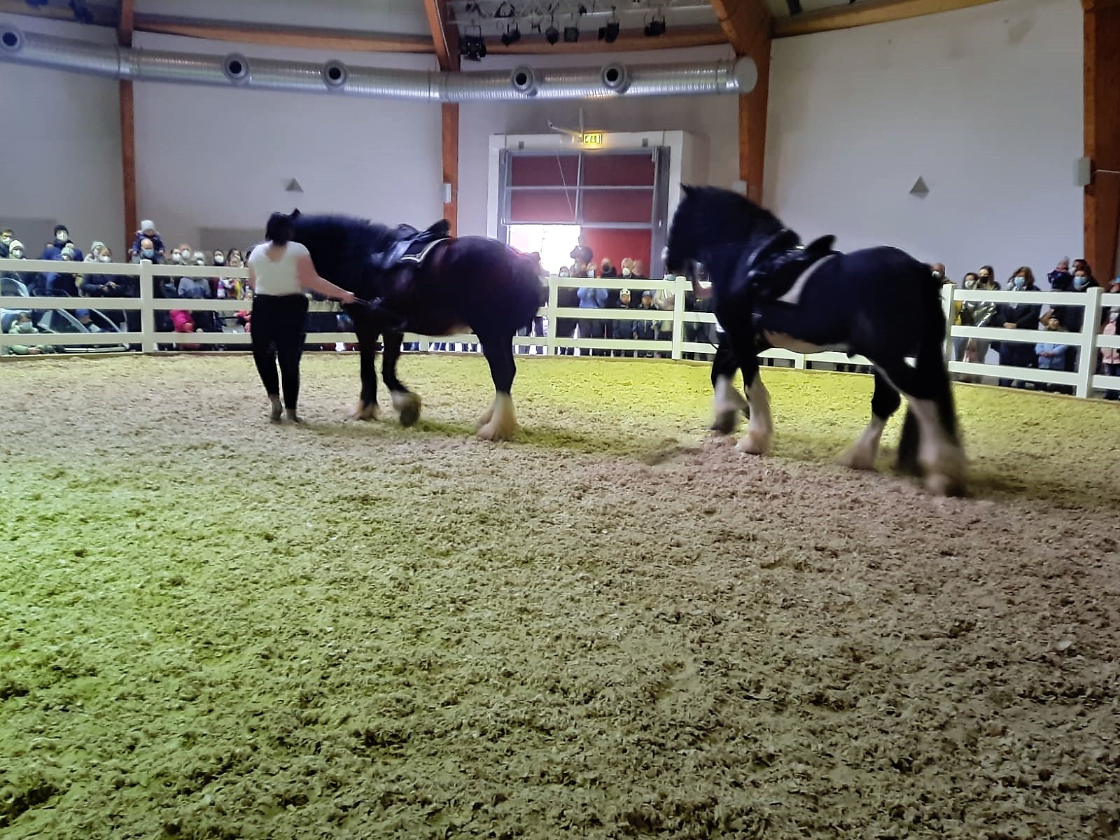Shire Horses Oscar und Linn an der Hand